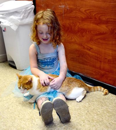 Cute Local Cats And Rescue Organizations Need Your Help
