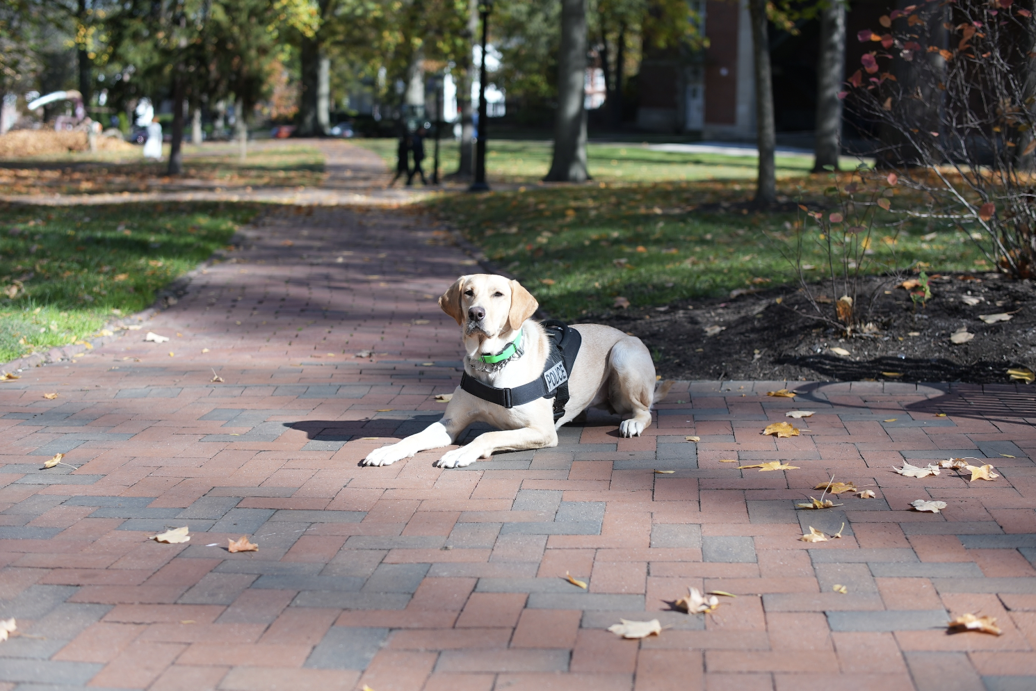 (Eagerly) Reporting For Duty: Meet OUPD's Newest K9 | Campus News ...