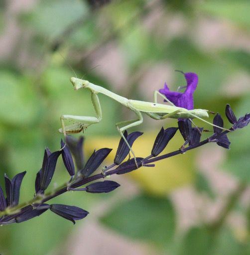Insect population declining around world thumbnail