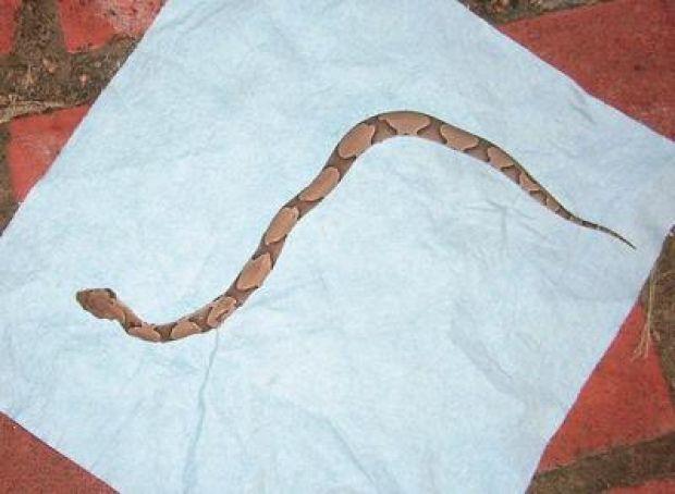 Texas Family Copes With Copperhead Infestation News Athensreview Com Texas Family Copes With Copperhead Infestation News Athensreview Com