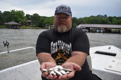 Outdoors: Fishing the spawn, shad spawn, that is, Sports