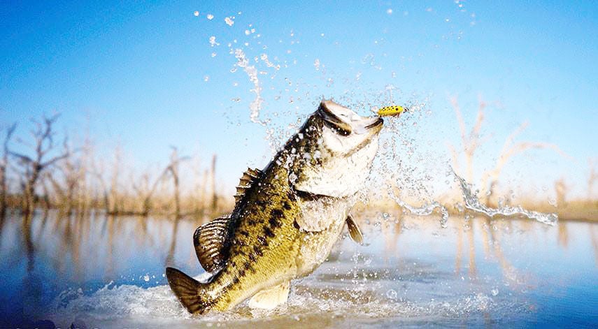 Lake Athens' bass hitting well outside grass edges, Sports