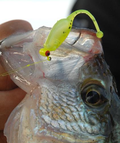 Outdoors:Dock shooting tactic puts crappie baits where the sun