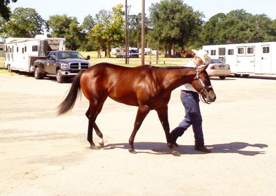 7-14 Horses arriving.jpg