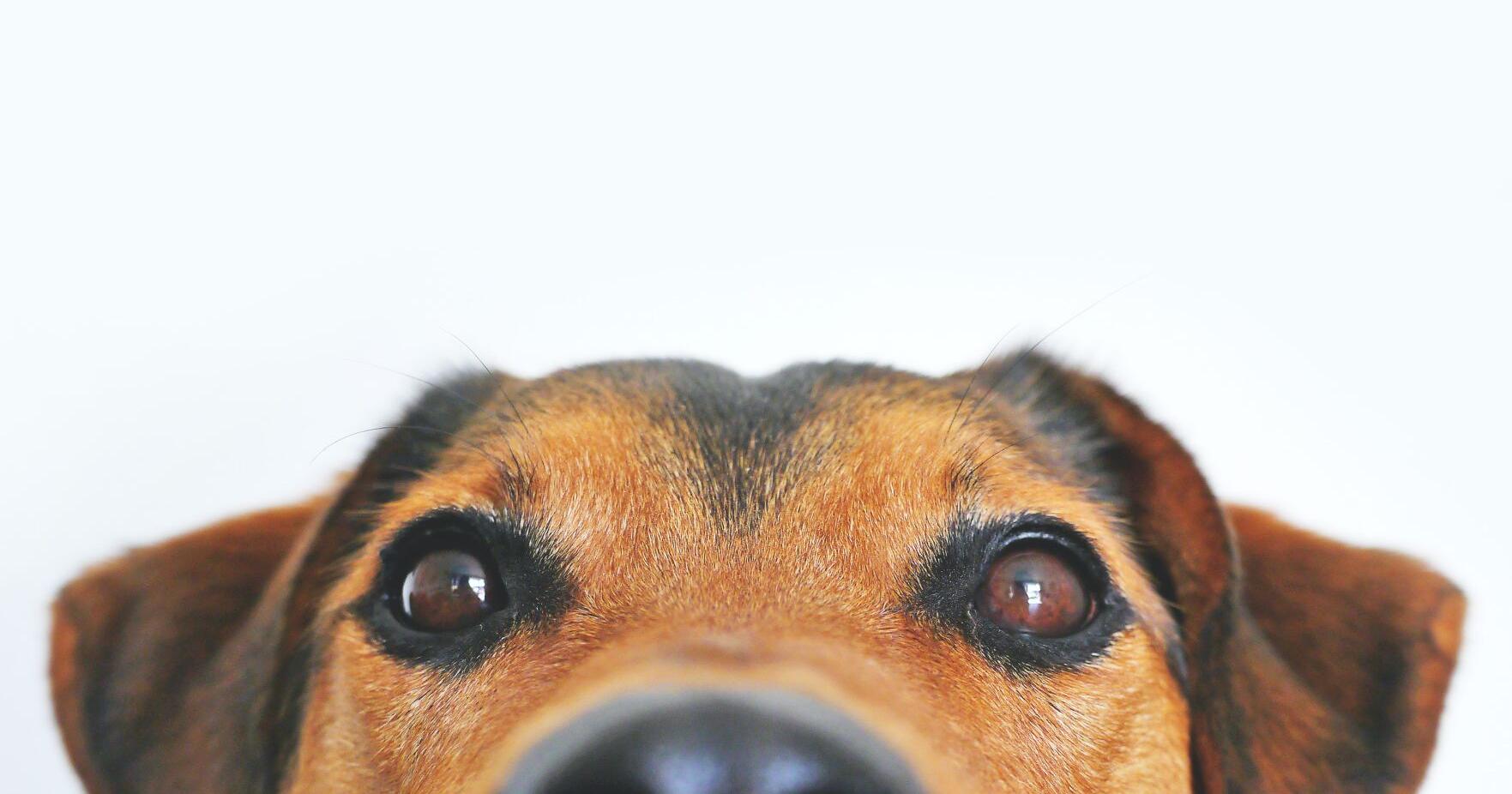 Hot Dogs and Cool Cats - Vimarsana News