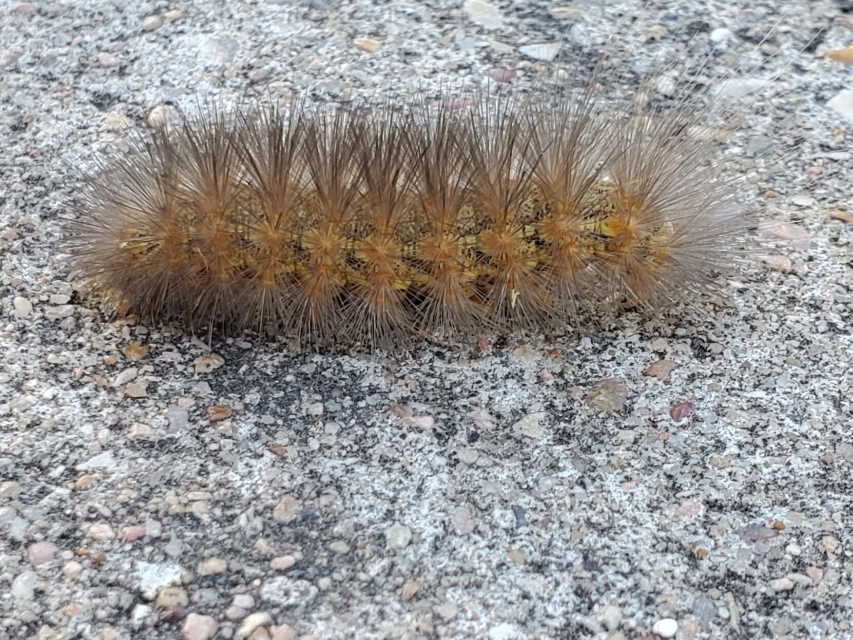 Woollybear caterpillar makes its seasonal journey to overwinter