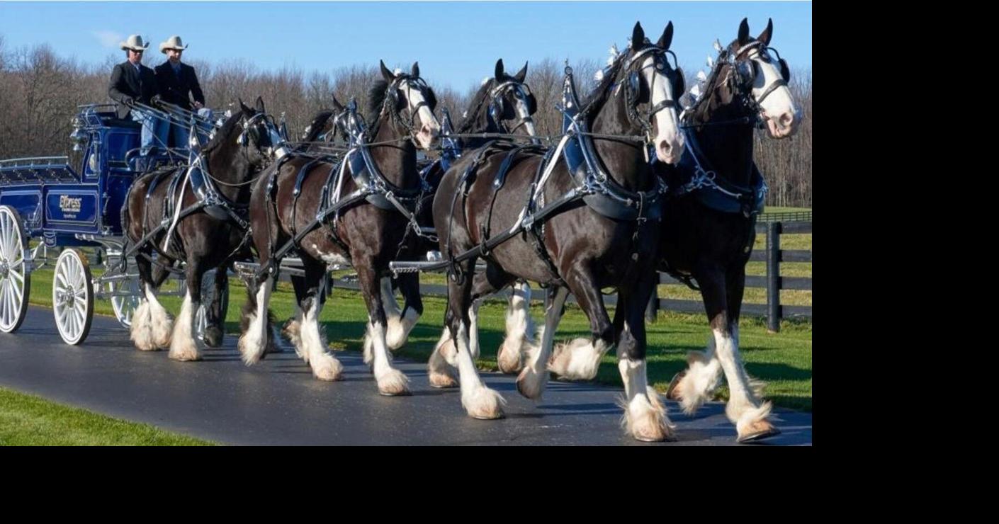 Win a ride in the Express Clydesdales stage coach | News ...