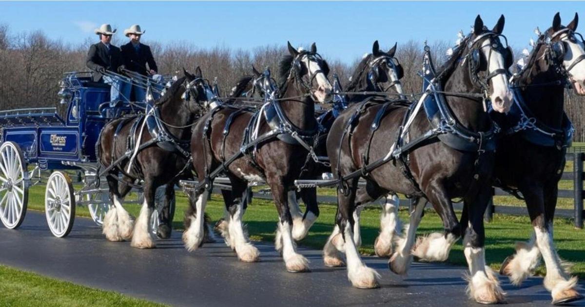 Win a ride in the Express Clydesdales stage coach | News ...