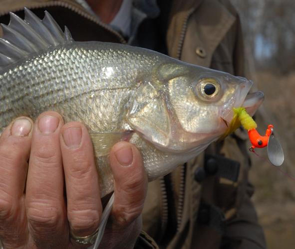 Fishing reports, best baits and forecast for fishing in Duck Pond
