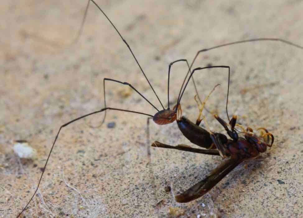 Master Gardener: Granddaddy long legs, News