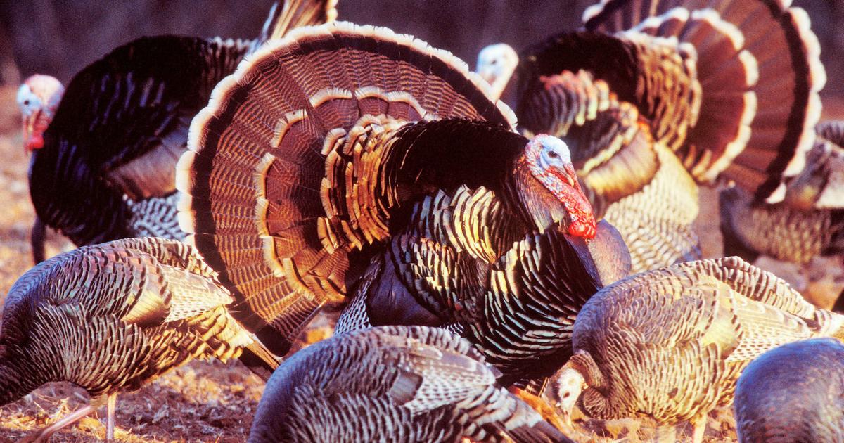 Spring Turkey Preview Experts Predicting Banner Season And Bumper Hatch In Rio Country Sports Athensreview Com Spring Turkey Preview Experts Predicting Banner Season And Bumper Hatch In Rio Country Sports Athensreview Com