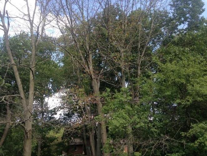 Is Oak Wilt killing your trees? | News | athensreview.com