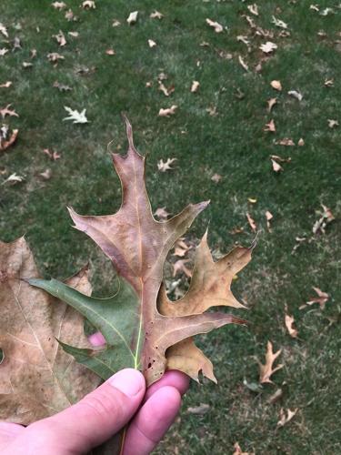 Is Oak Wilt killing your trees? | News | athensreview.com