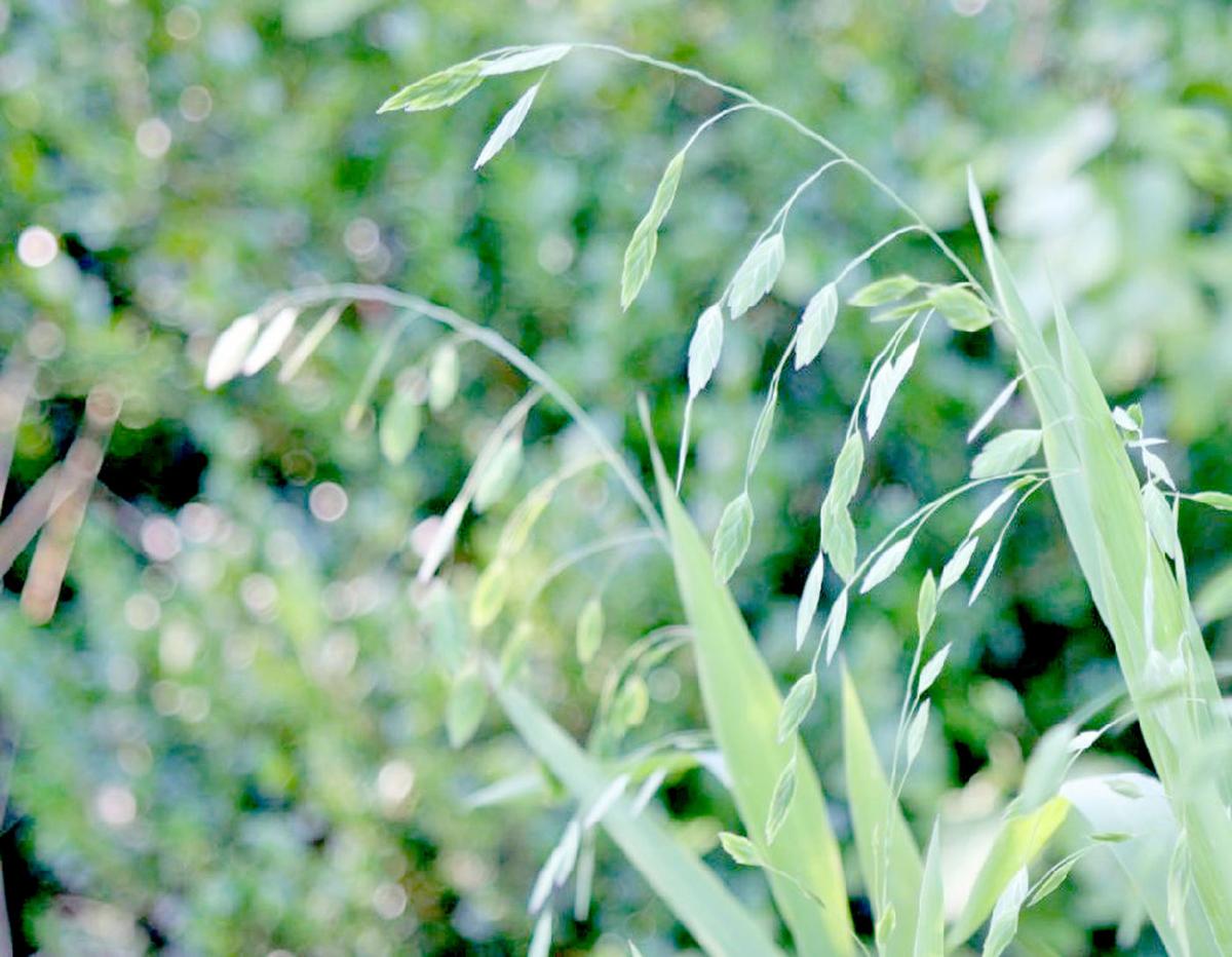 Northern Sea Oats News Athensreview Com It is hardy to zone (uk) 4. northern sea oats news athensreview com
