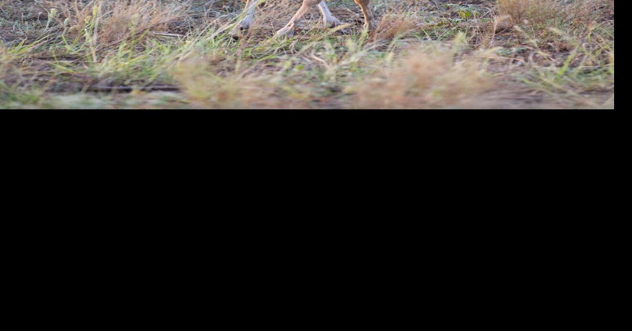 axis deer fawn