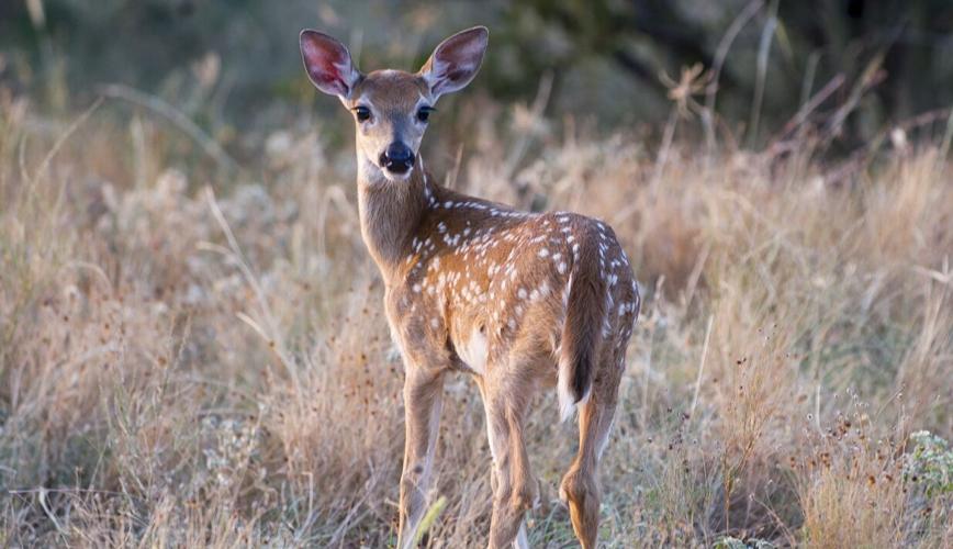 Whitetail Fawn Small.jpg