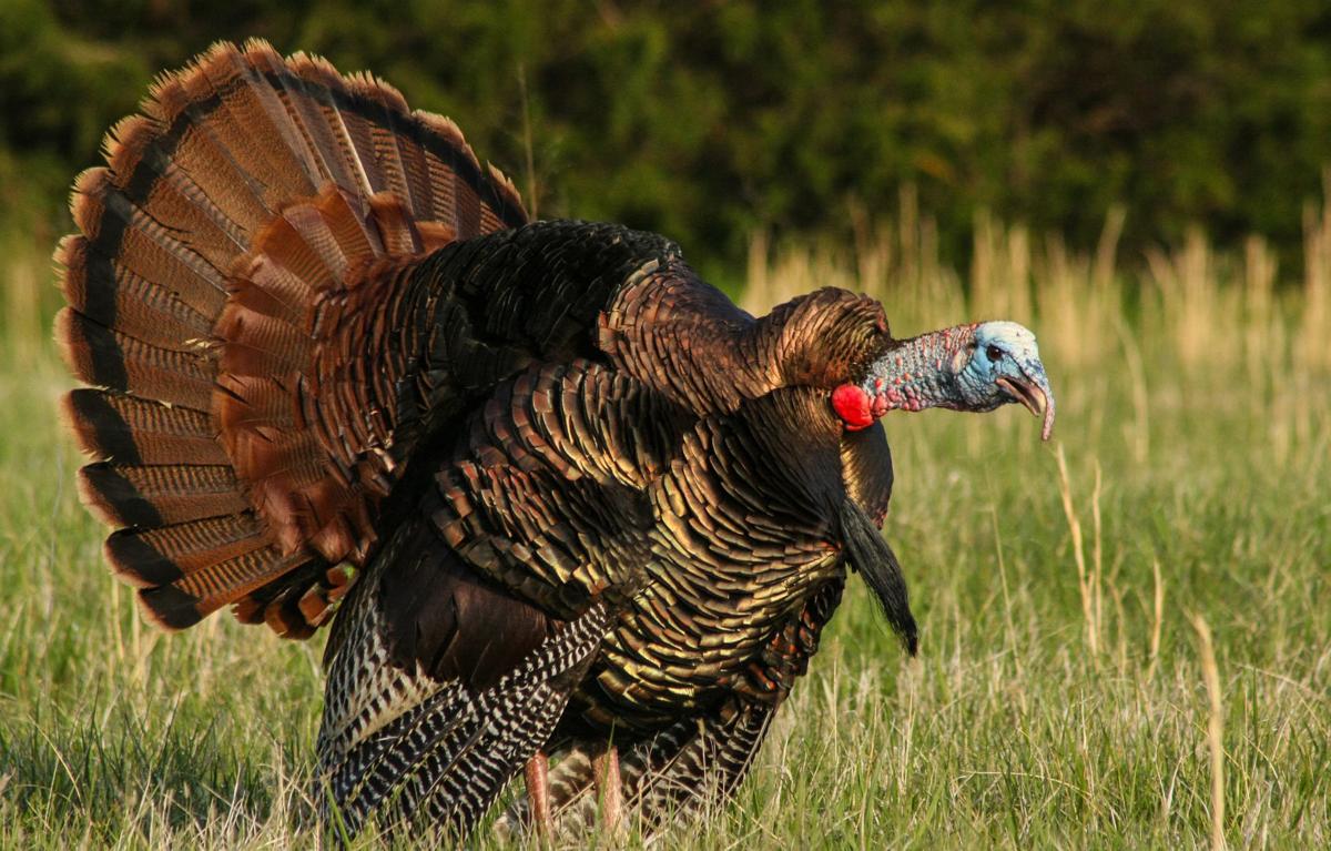 As turkey season nears, TPWD forecasts banner year Sports