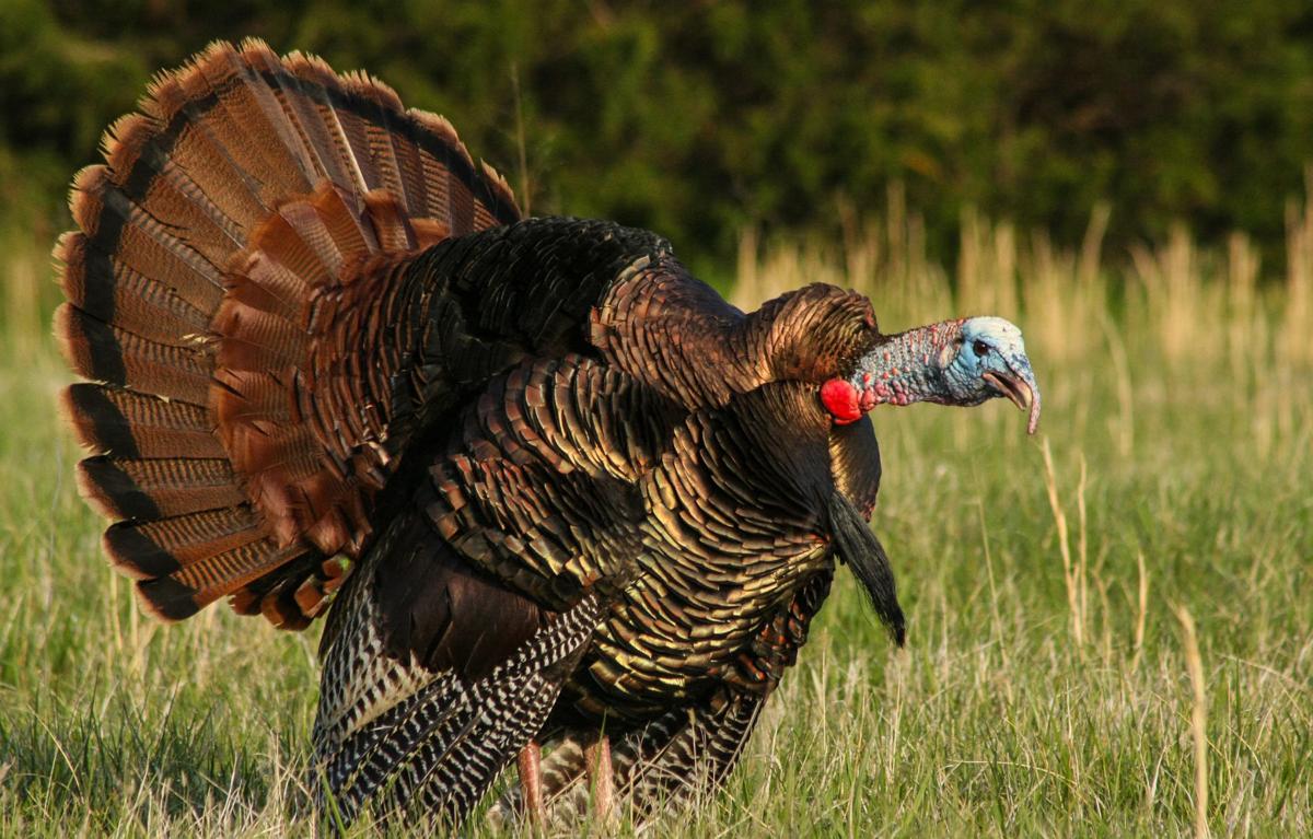 As Turkey Season Nears Tpwd Forecasts Banner Year Sports