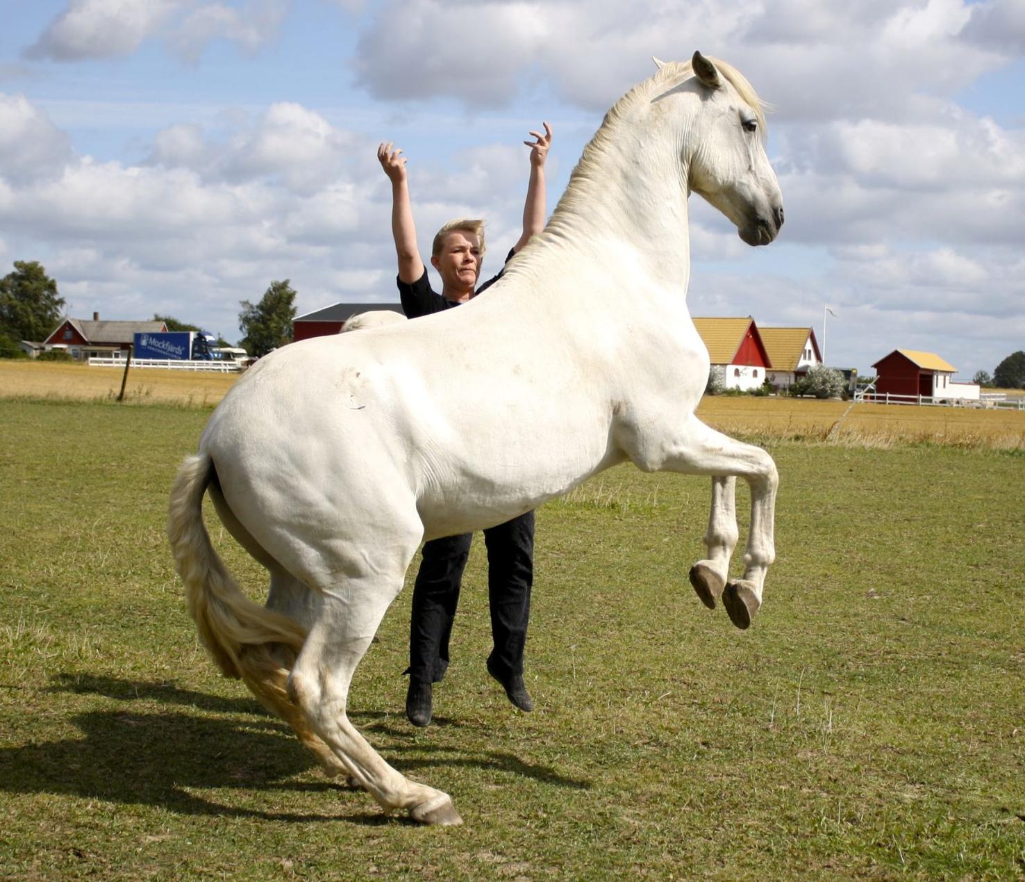 Horse trainer from Norway to offer lessons in Henderson County Local