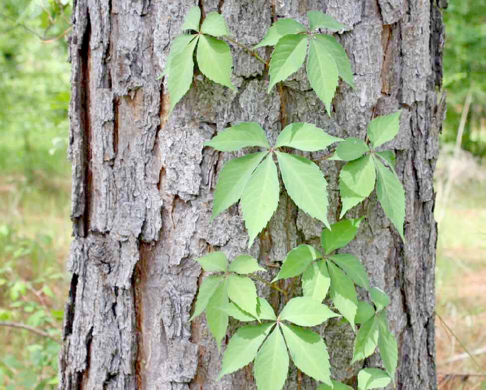 Wednesday Weed – Virginia Creeper