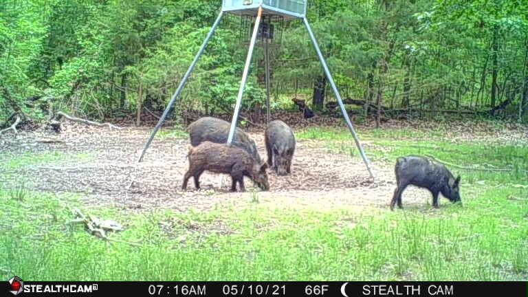 stealth cellular trail camera