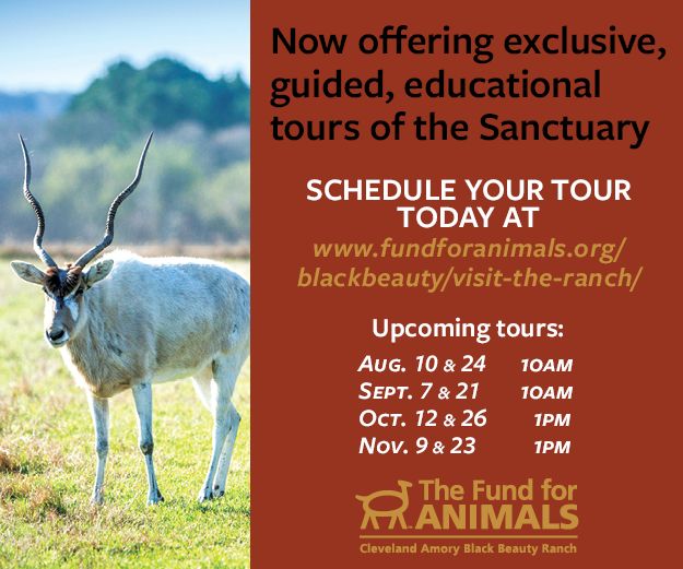 Cleveland Amory Black Beauty Ranch and Explorer Chick Adventure Co. partner  up to offer an exclusive animal sanctuary experience | News |  