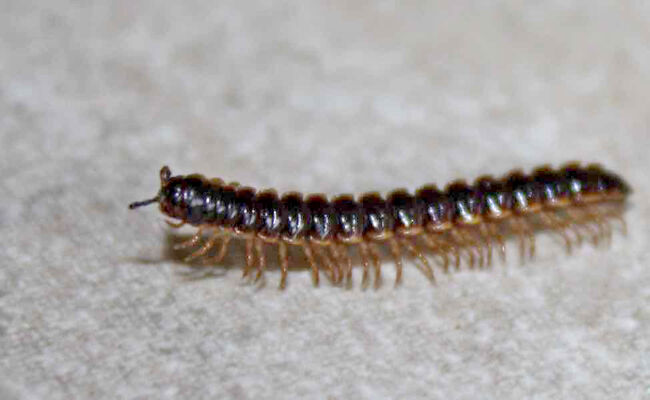 Centipede control and treatments for the home yard and garden