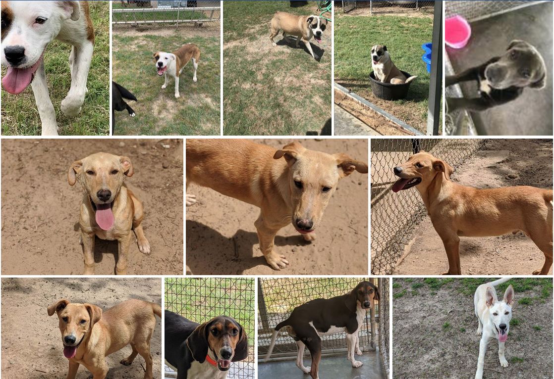 Animal Shelter at almost 100 placements Covid19