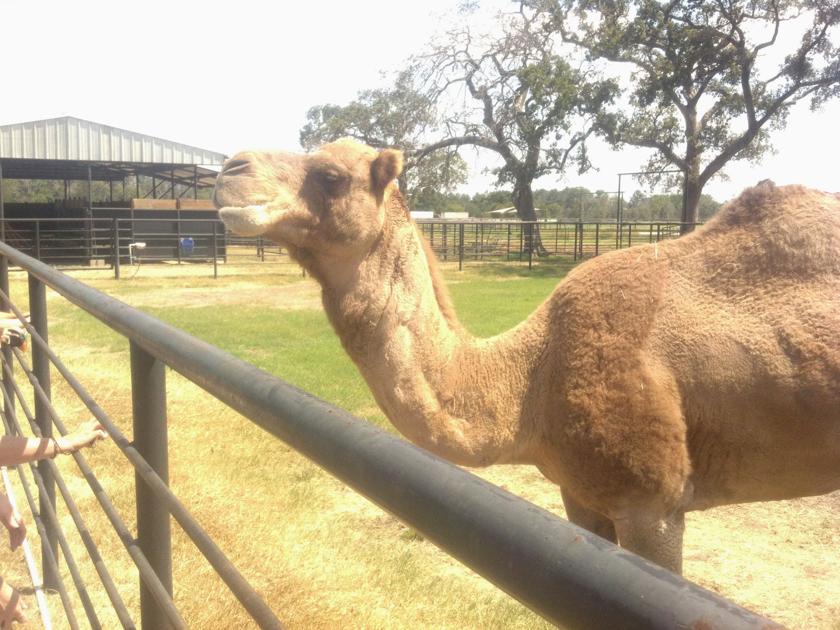 Black Beauty Ranch Tour Set For Sept 29 News Athensreview Com