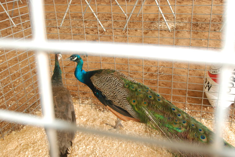 DSC_3620.JPG
