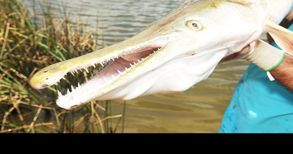 TPWD issues new regulations to protect alligator gar