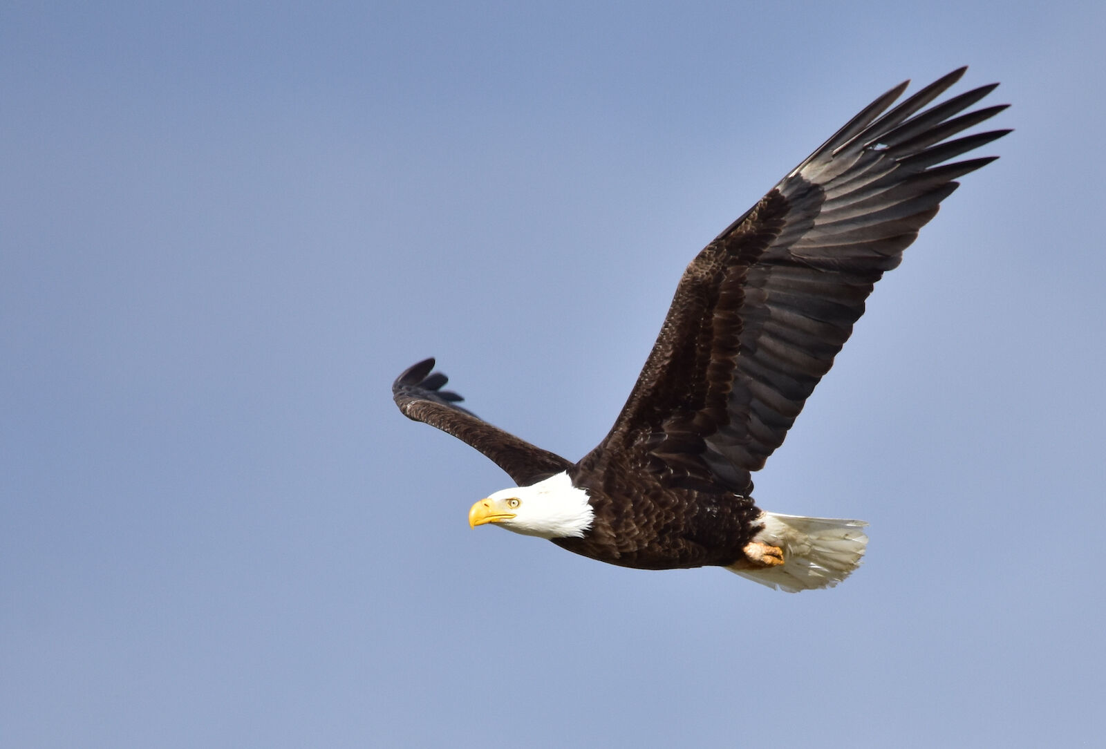 OUTDOORS: Recent bald eagle killing isn't the first in Texas