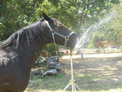 HORSE.JPG