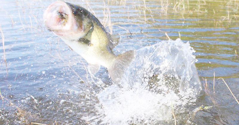 East Texas Fishing Report: Athens' bass good in shallow hydrilla