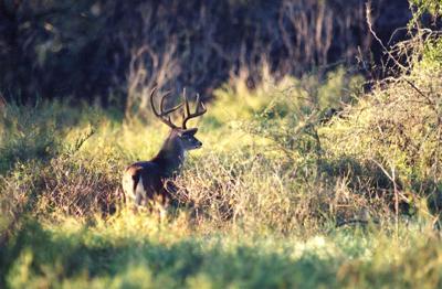 Whitetail Buck in the field.jpg