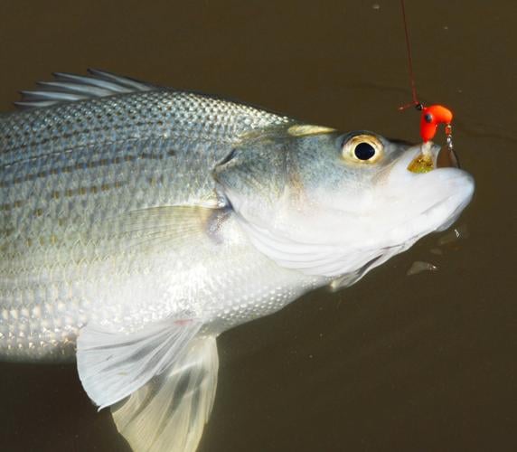 White bass countdown: Spawning run is coming; McQueeney's