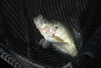 Angler conflicts around brush piles on the uptick on some lakes