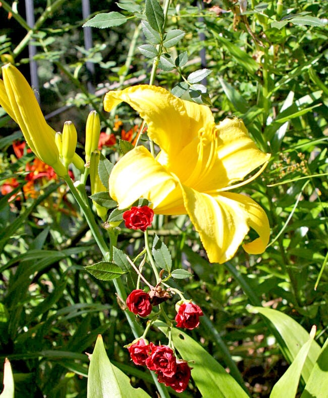 Image of Daylily companion plant for barberry