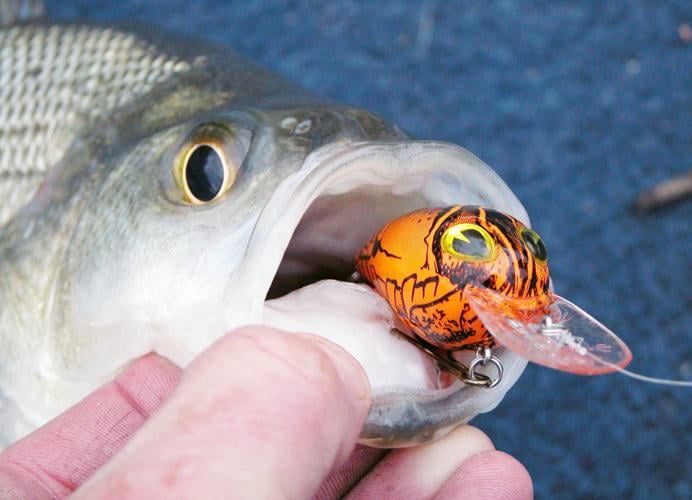  White Bass Lures