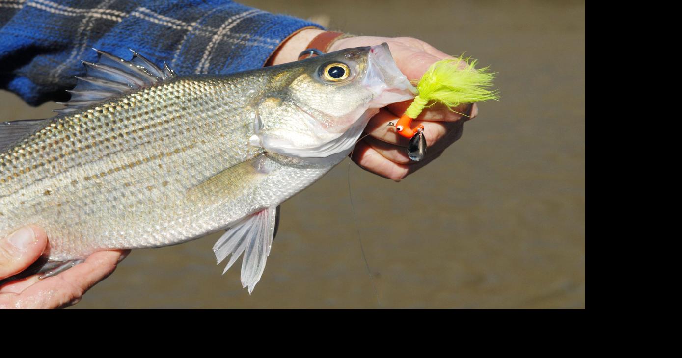 White bass run gearing up on rivers across East Texas, Sports