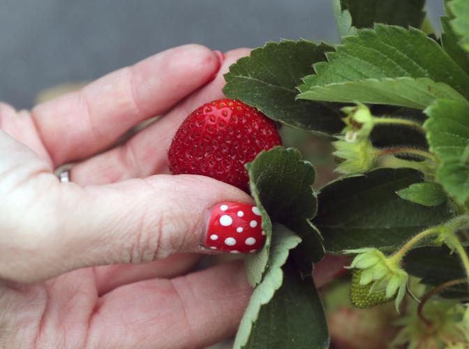 Rutgers Scarlet: The Jersey Strawberry