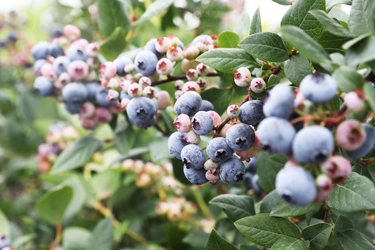 Blueberries Are King Of The Hill In Atlantic County Taste Of
