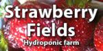 Strawberry Fields Hydroponic Farm