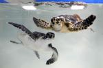 Climate UAE Sea Turtles