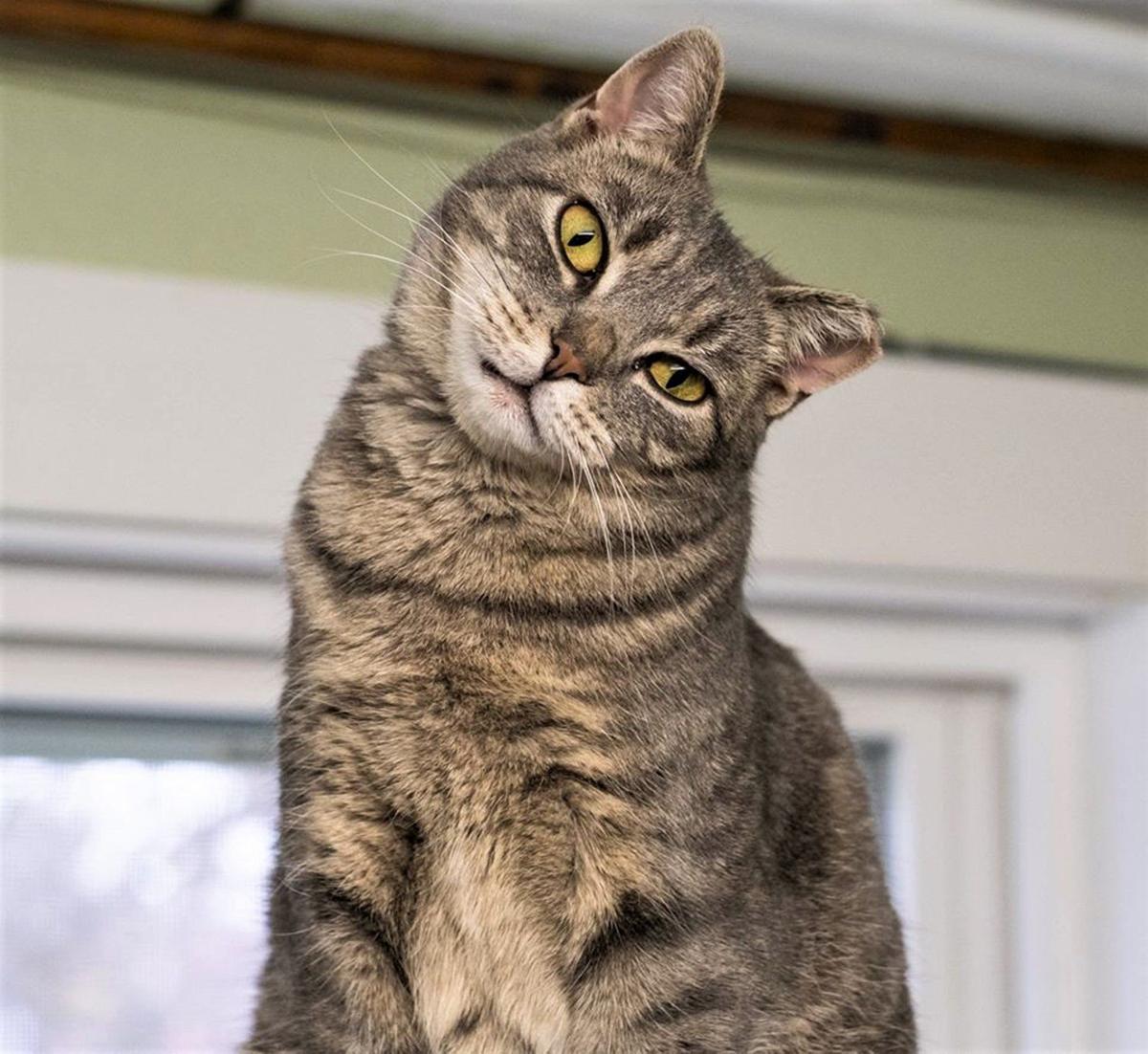 Finger Lakes Spca Petunia Would Like To See A Cat Cafe In Auburn