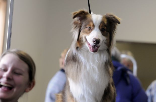 Canine companions compete at dog show in Locke