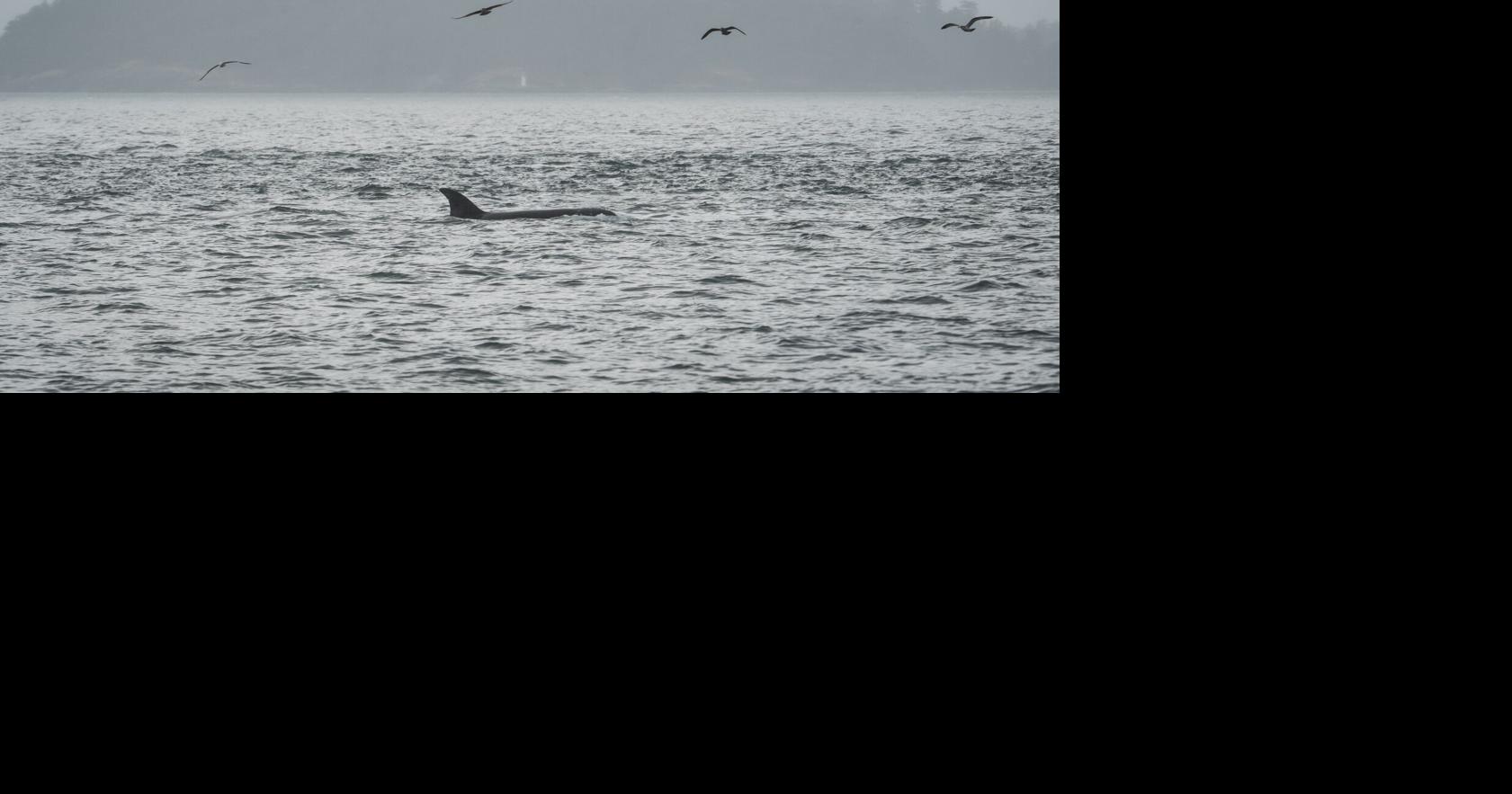 Scientists hope underwater fiber-optic cables can help save endangered orcas