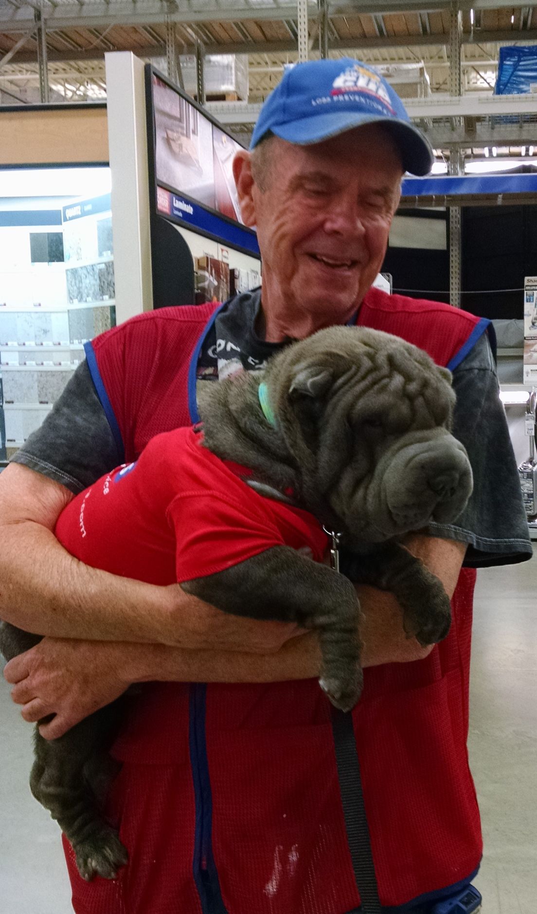 Meet the Auburn Lowe's newest associate: 8-month-old shar-pei Blue