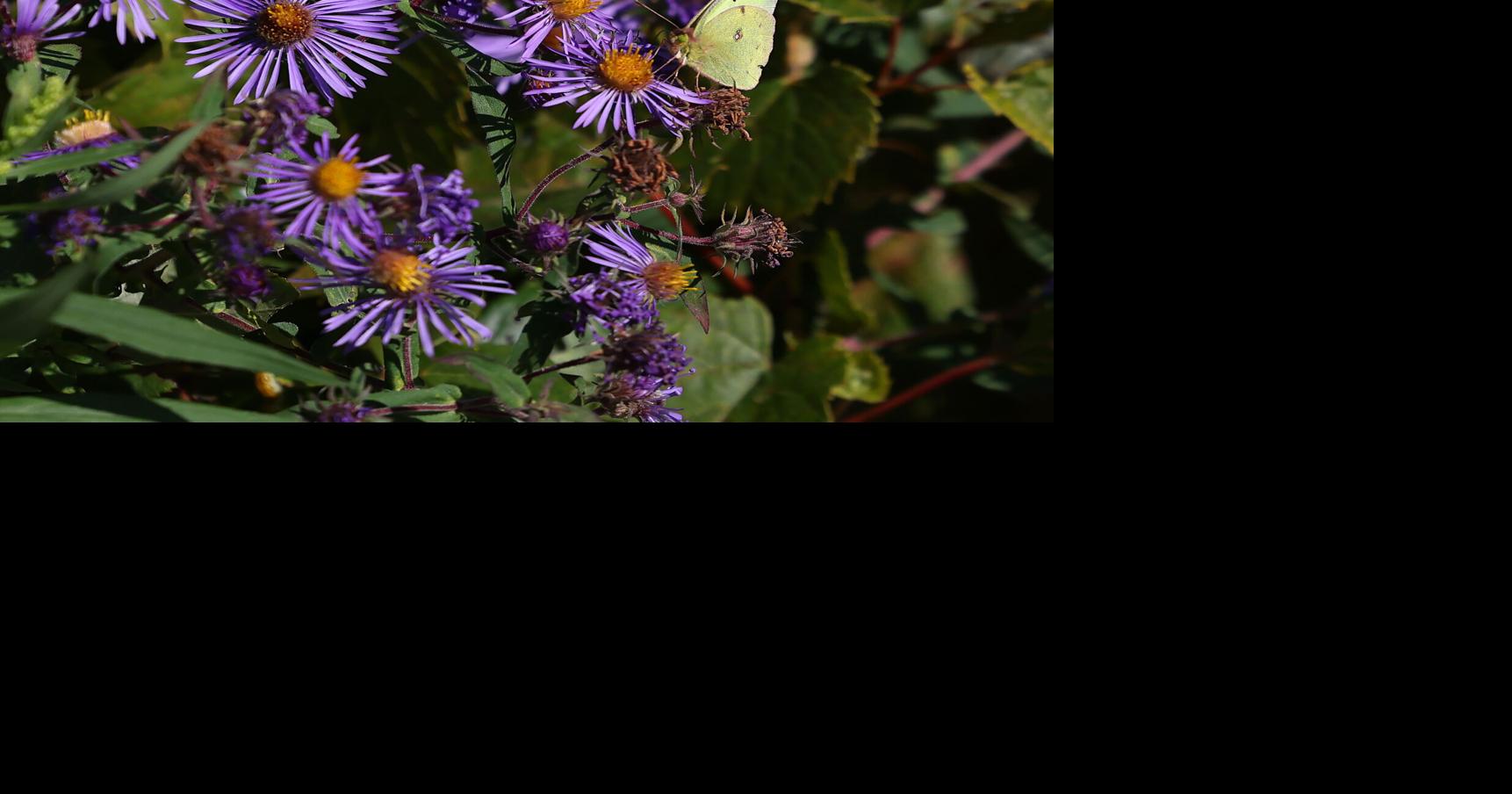 Measuring time in nature (Eco Talk)