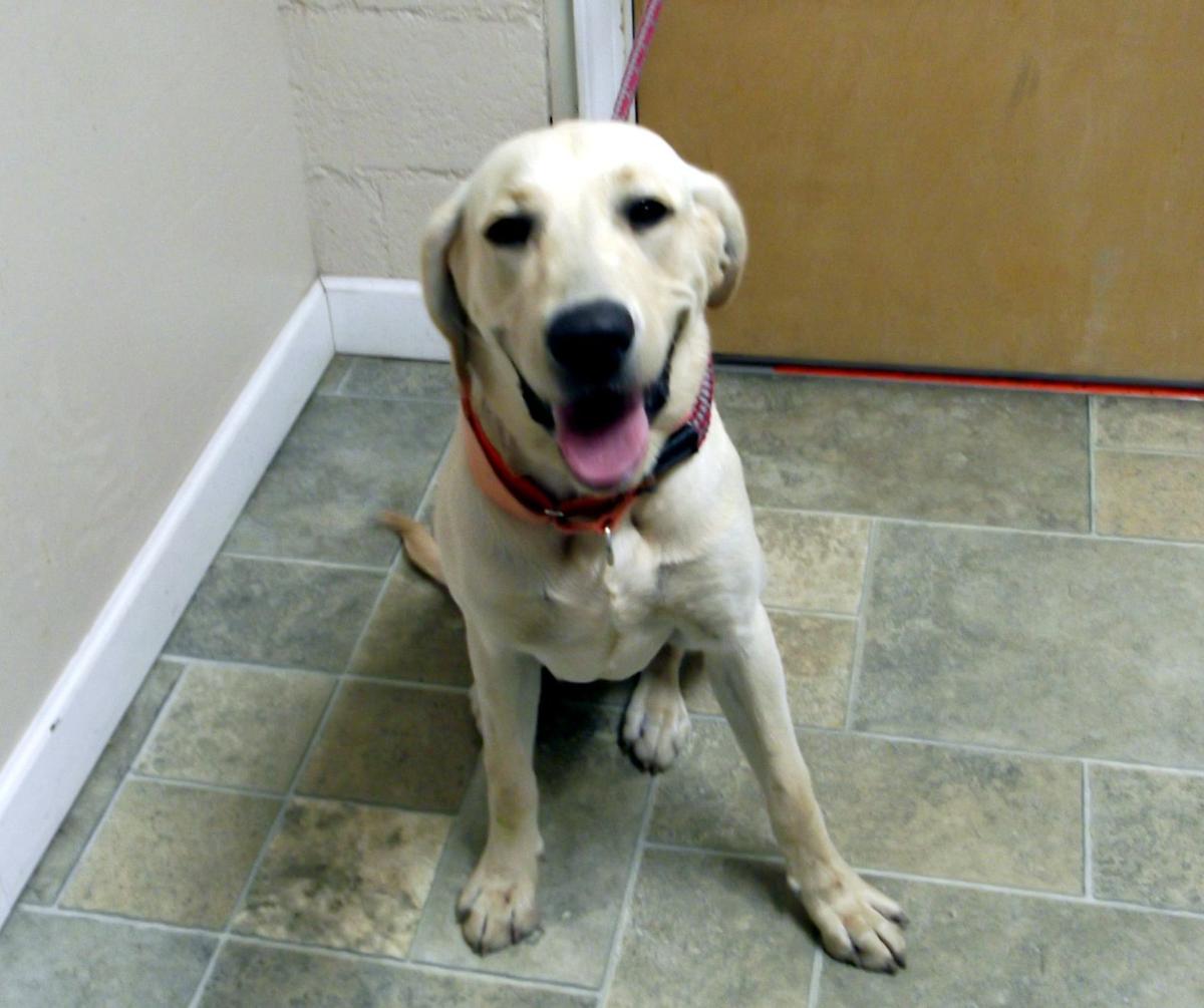 Finger Lakes SPCA: Yellow Lab Tanner hopes his shelter stay is short